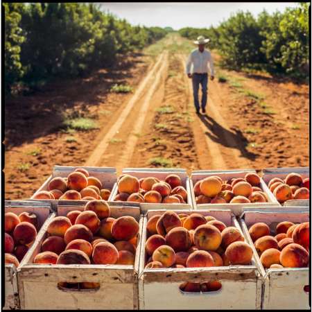 Peaches in Crates near Stonewall, Texas