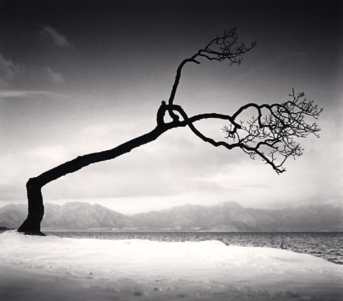 Kussharo Lake Tree, Study 16, Kotan, Hokkaido, Japan