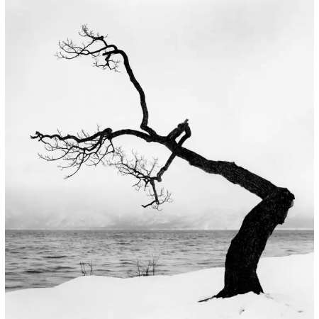 Kussharo Lake Tree, Study 15, Kotan, Hokkaido