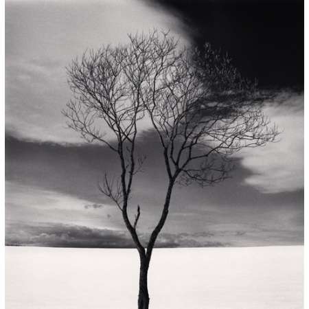 Onishi Tree, Study 3, Hokkaido, Japan