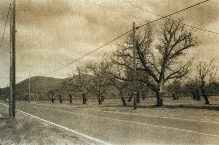 Walnut Orchard