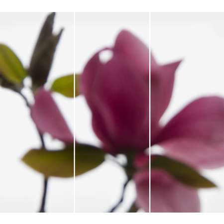 Ruby Magnolia No. 2