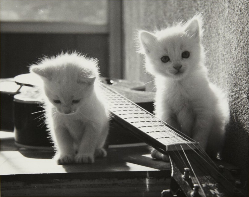 White Kittens With Guitar - Ruth Bernhard