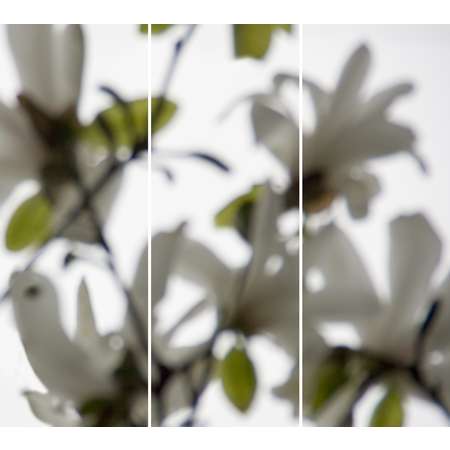 Star Magnolia Greening No. 3