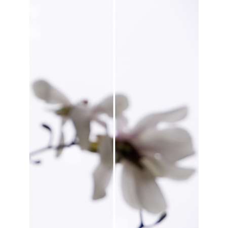 Star Magnolia No.9 