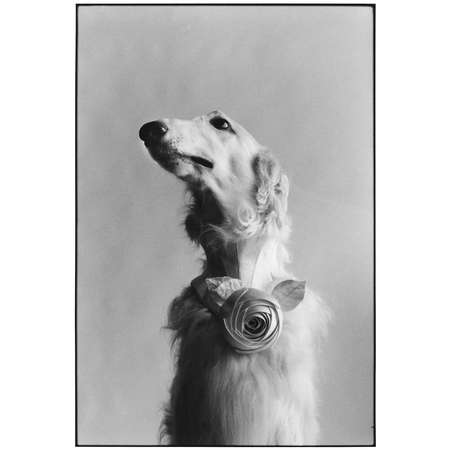 New York City, 1999 (Dog portrait)
