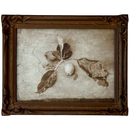 Fallen Grace Framed