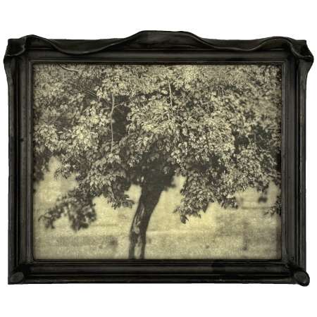 The Melancholic Maple Framed