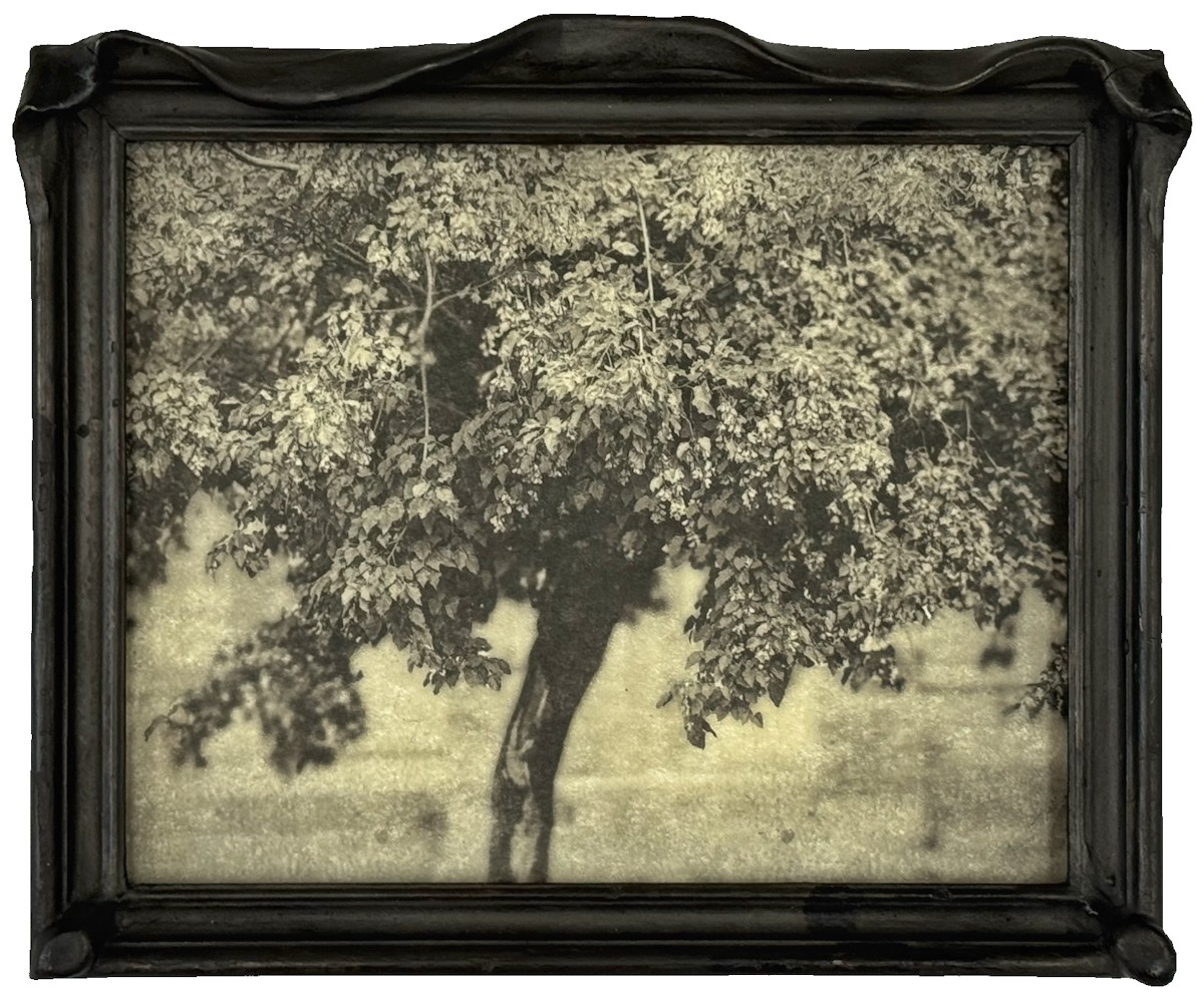 The Melancholic Maple