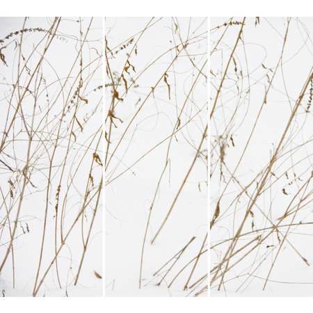 Winter Grasses (Tangle)