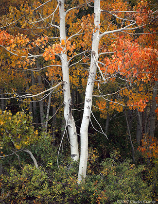 Aspen, Autumn, McGee Creek, Eastern Sierra