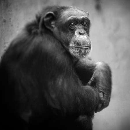 Krefeld Chimpanzee