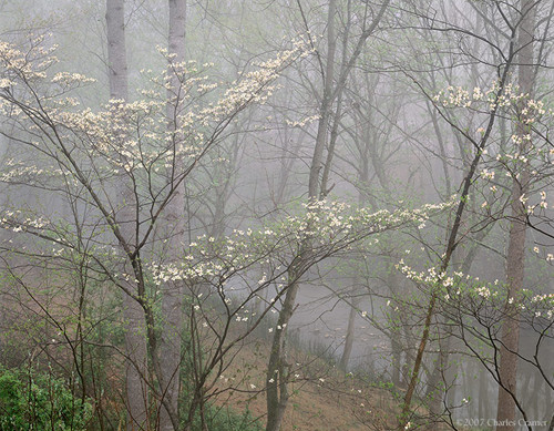 Dogwood in Fog, Red River Gorge, Kentucky