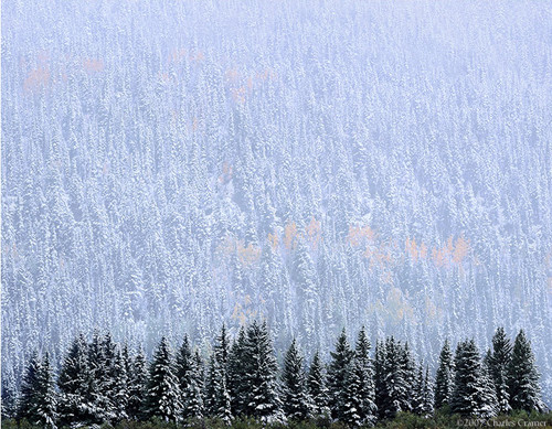 Evergreen and Aspen, Autumn Snow, near Telluride, CO
