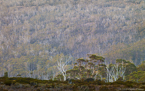 Gum Trees, Wombat Moor, Tasmania
