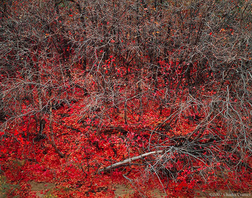 Maples, Autumn, Clear Creek, Zion