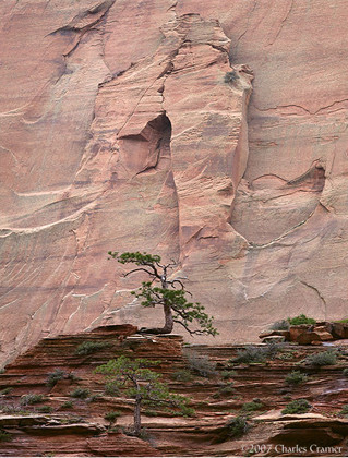 Pines, Emerging Arch, Kolob Canyon, Zion