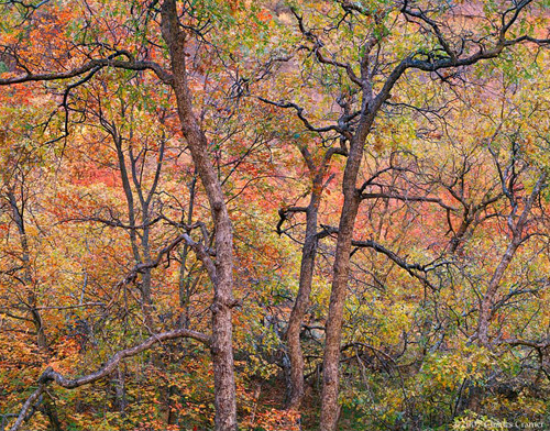 Tree Detail, Autumn, Zion Valley, Utah