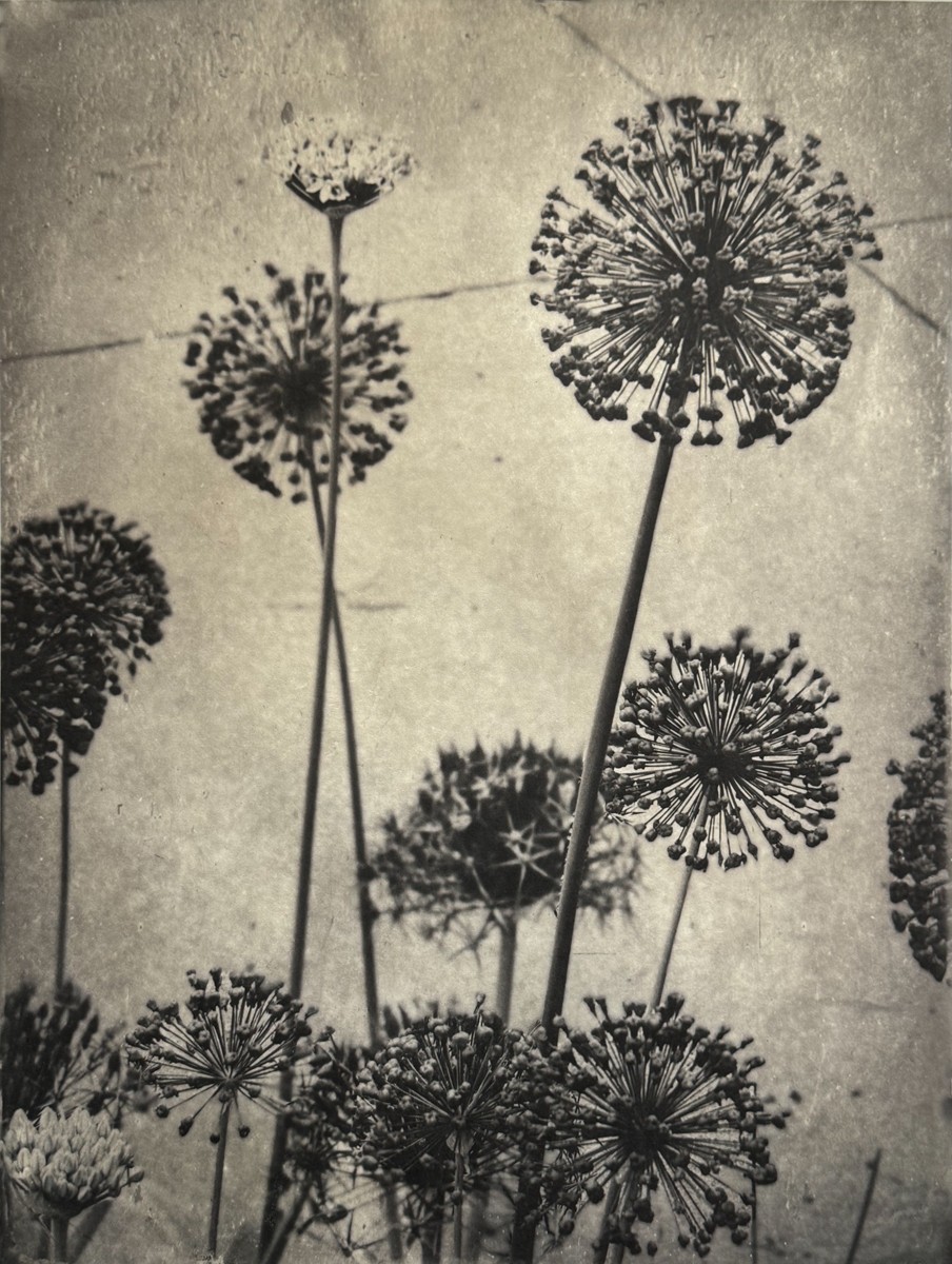 Allium I