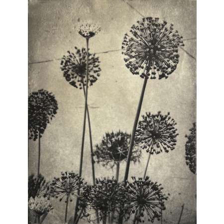 Allium I