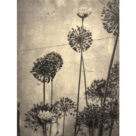 Allium II