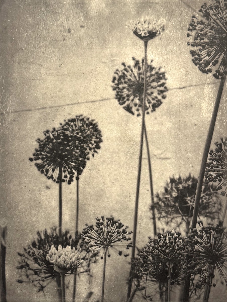 Allium II