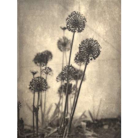 Allium III
