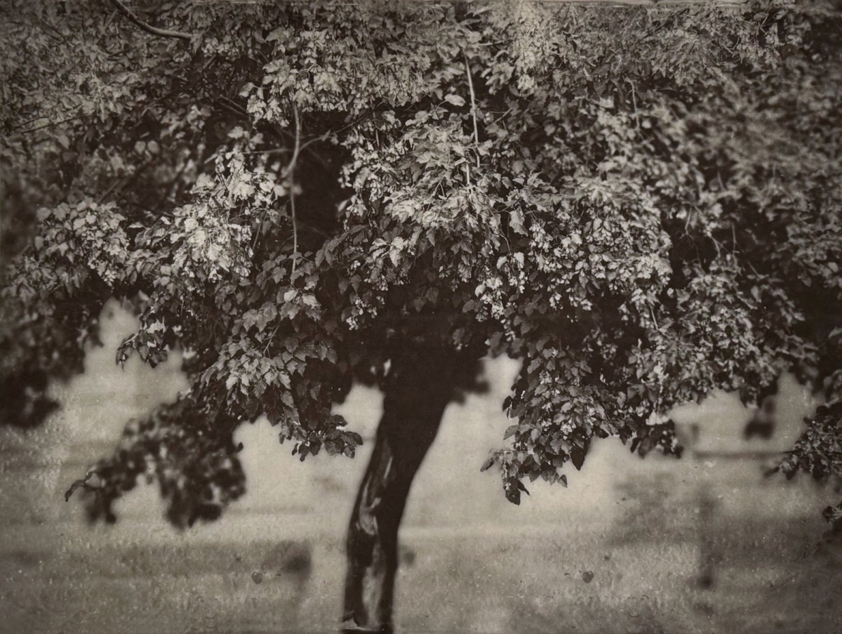 The Melancholic Maple