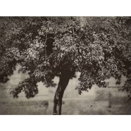 The Melancholic Maple