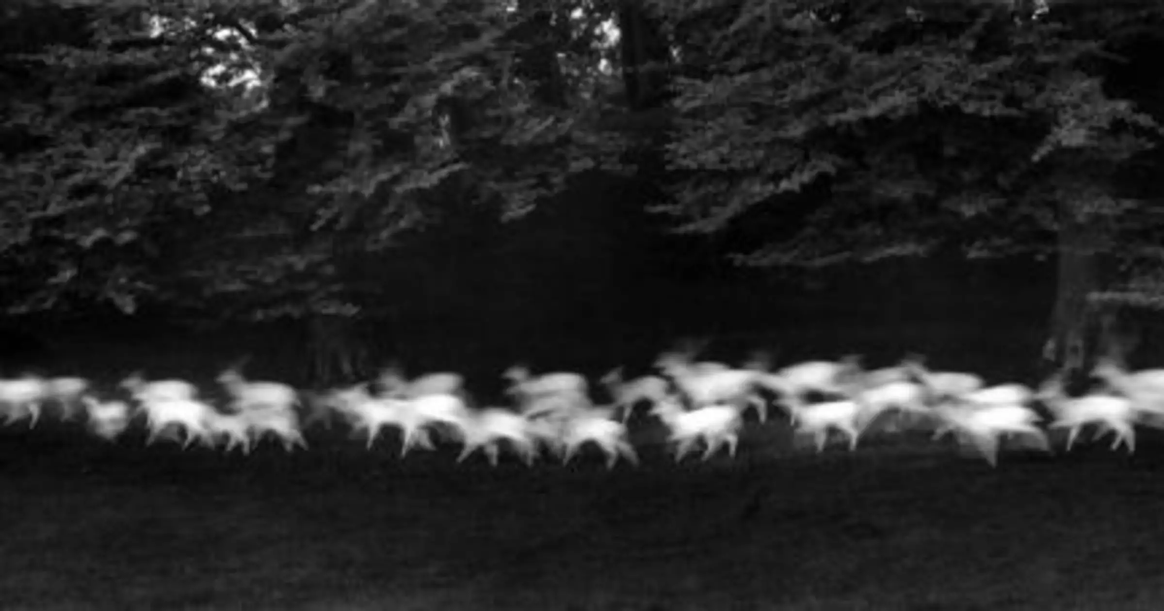 Paul Caponigro, Running White Deer, Catherine Couturier Gallery