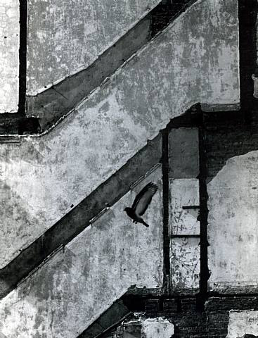 Andre Kertesz, Landing Pigeon, New York