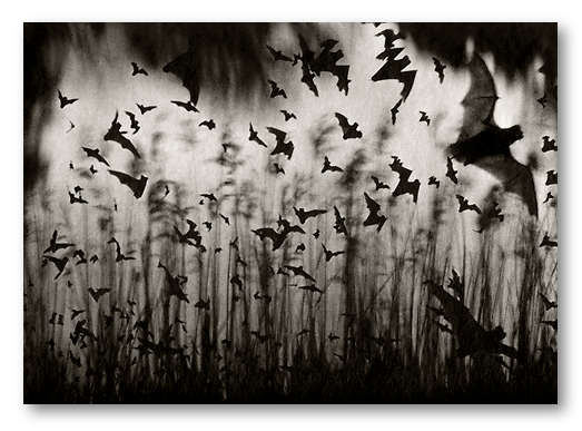 Dan Burkholder - Bats through Glass, 1989