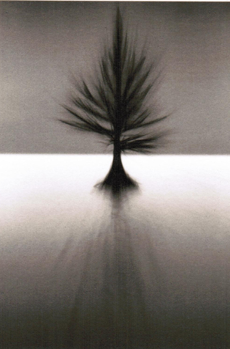 Dan Burkholder, Pine Tree in Lake, Mississippi II, 1994/1997