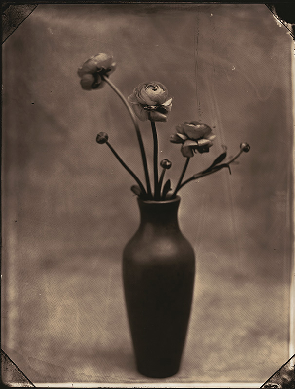Tom Baril, Ranunculus, Silver print from wet-plate glass negative, 18-1/2 x 14 -1/4 in, 2002/2002