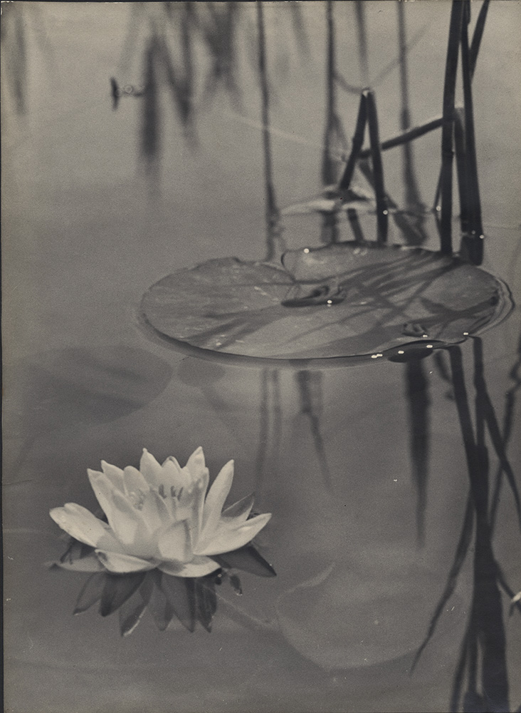  Anonymous (German), Water Lilies, Silver print, 13-1/2 x 10 in., 1920s/1920s
