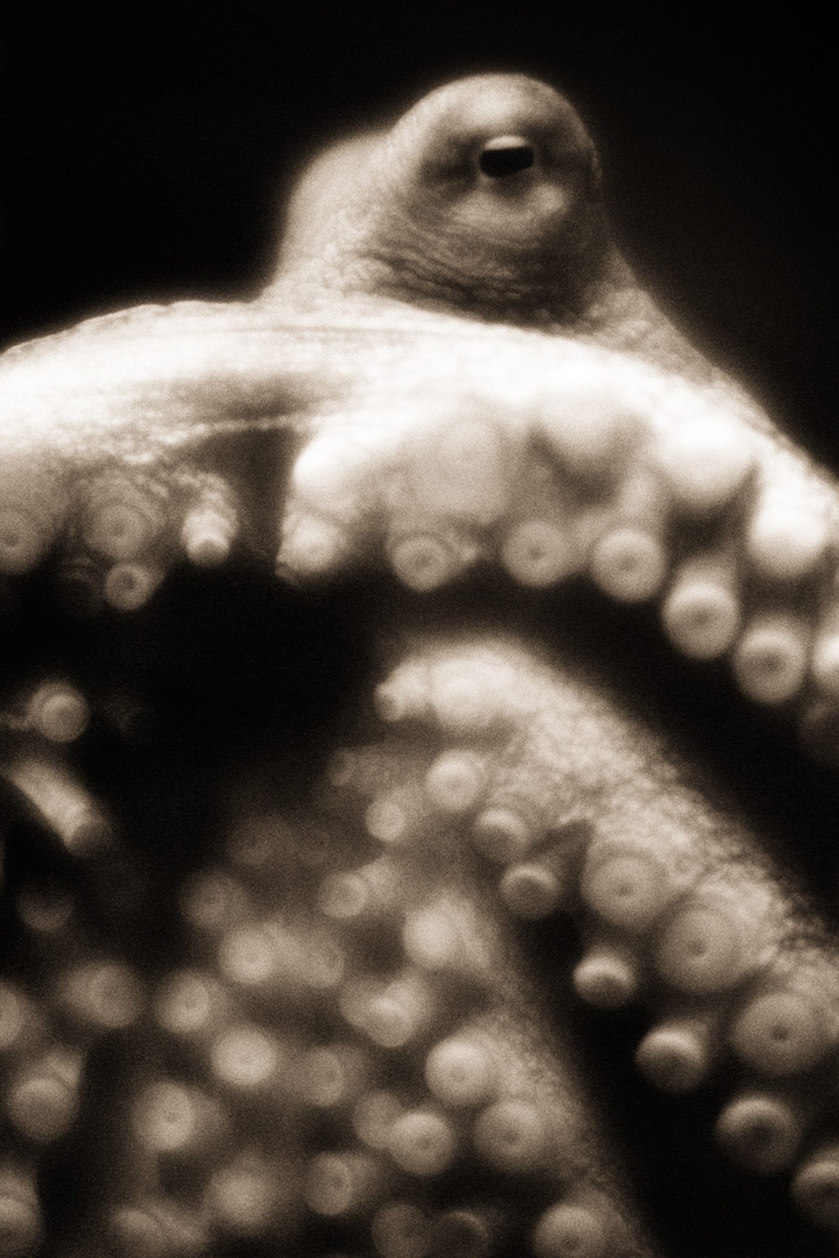 Henry Horenstein Giant Pacific Octopus, 1996