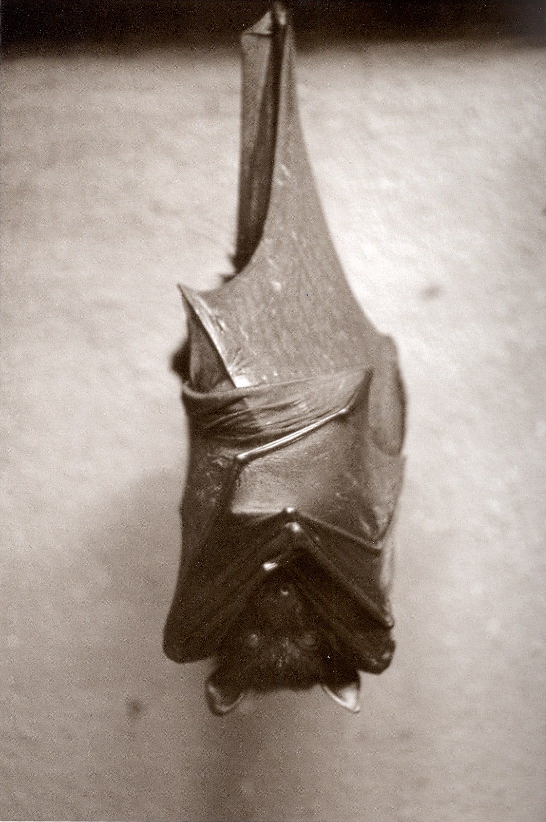 Henry Horenstein - Flying Fox, Pteropterus mearnsi