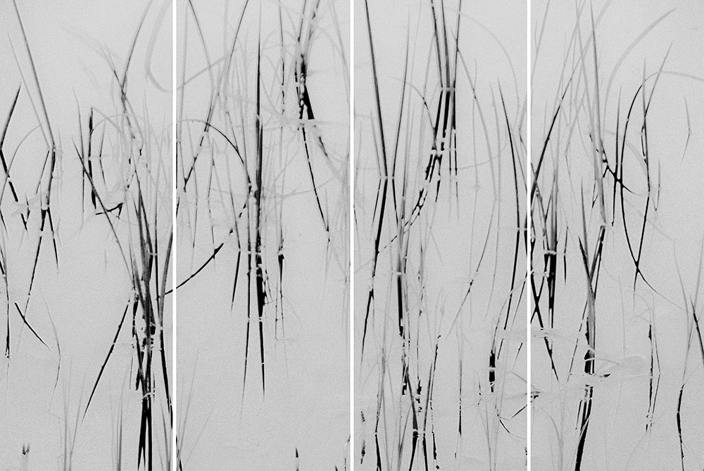 Jeri Eisenberg, Pond Grass Variation, No2