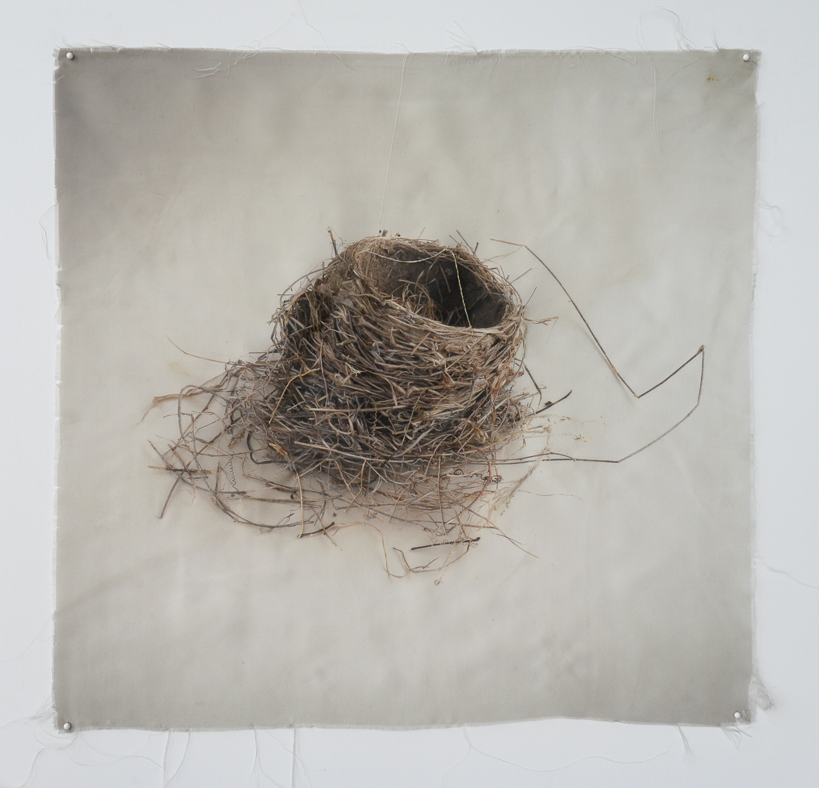Nest 2, Kate Breakey, Catherine Couturier Gallery
