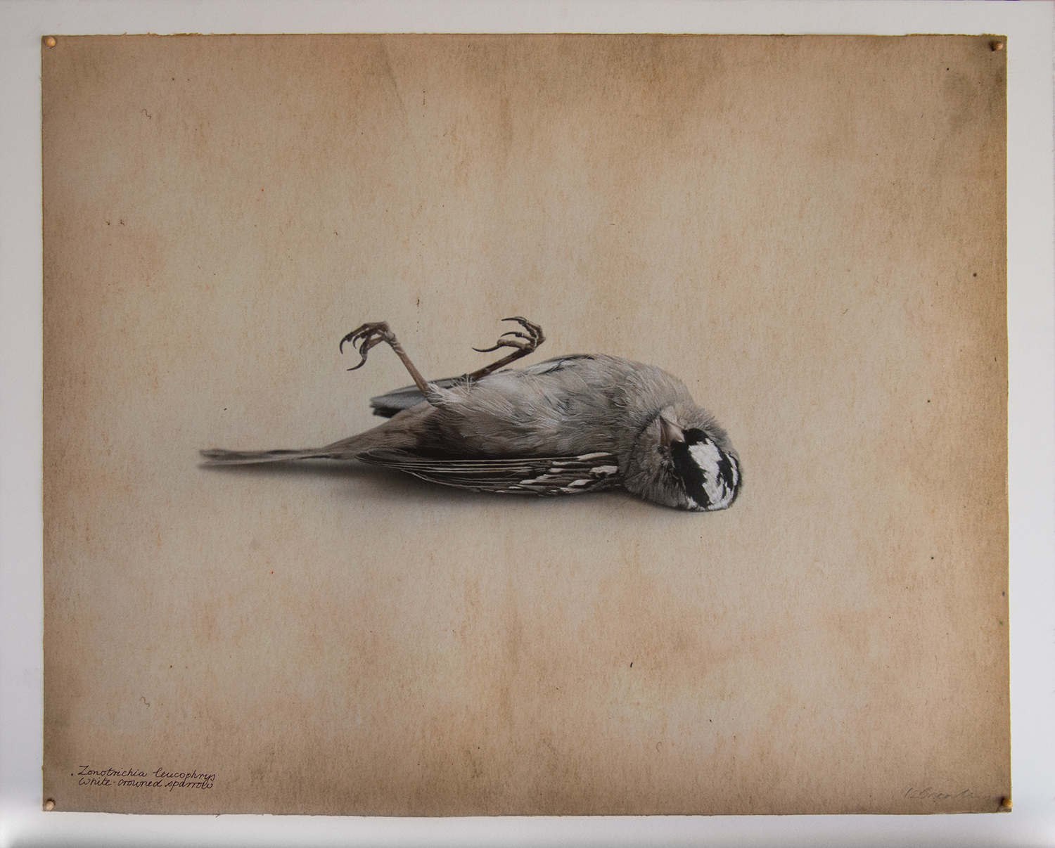 White Crowned Sparrow, Kate Breakey