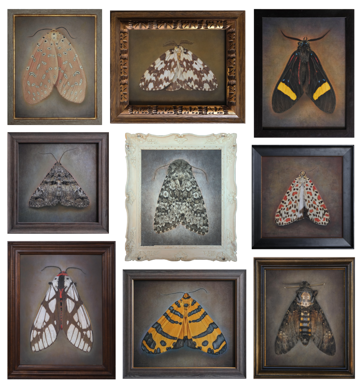 Kate_Breakey,_70_Moths_2025,_Moth_Grouping_Catherine_Couturier_Gallery