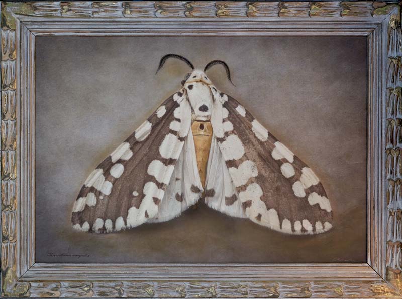 Kate_Breakey,_Afrowatsonius_marginalia,_2024,_Catherine_Couturier_Gallery