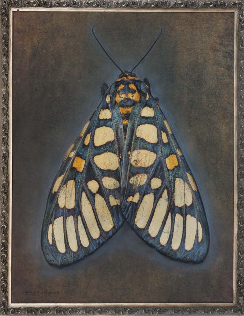 Kate_Breakey,_Aglaomorpha_plagiata,_2024,_Catherine_Couturier_Gallery