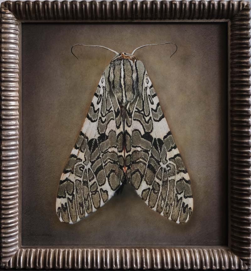 Kate_Breakey,_Arachnis_aulaea,_2025,_Catherine_Couturier_Gallery