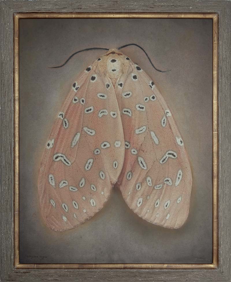 Kate_Breakey,_Argina_argus,_2024,_Catherine_Couturier_Gallery