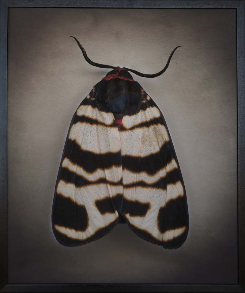 Kate_Breakey,_Artica_festiva_l,_2024,_Catherine_Couturier_Gallery