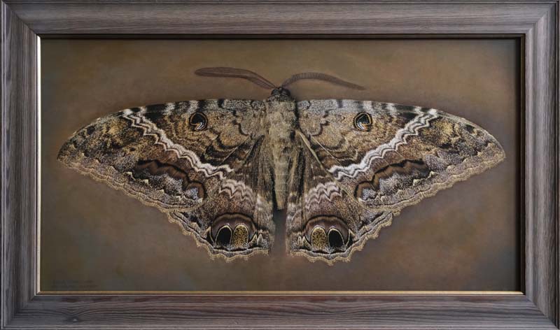 Kate_Breakey,_Ascalapha_odorata,_Black_Witch_Moth,_2025,_Catherine_Couturier_Gallery