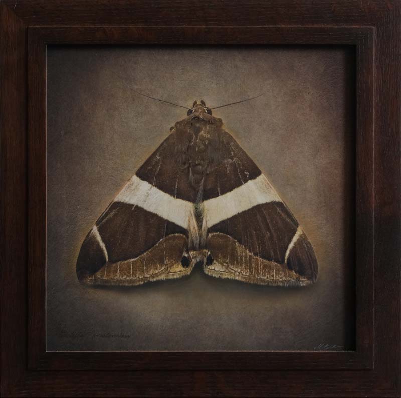 Kate_Breakey,_Bastilla_praetermissa,_2025,_Catherine_Couturier_Gallery