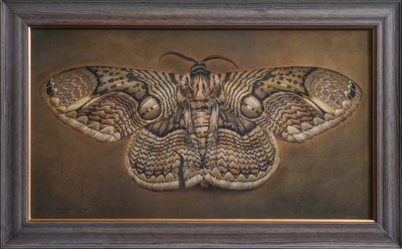 Kate_Breakey,_Brahmaea_hearseyi,_Owl_Moth,_2024,_Catherine_Couturier_Gallery