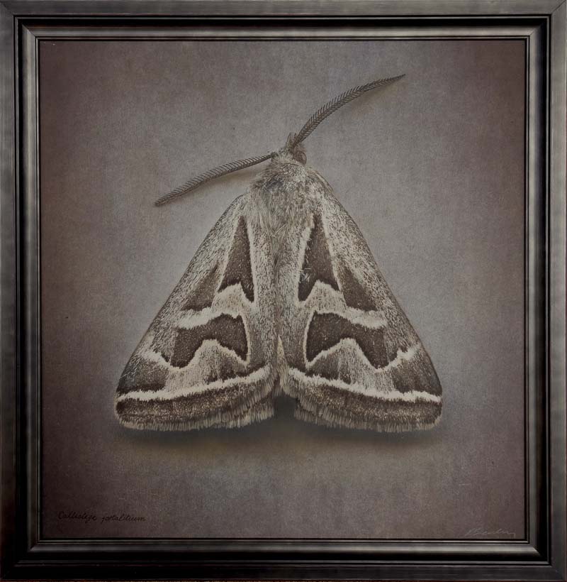 Kate_Breakey,_Callistege_fortalitium,_2024,_Catherine_Couturier_Gallery